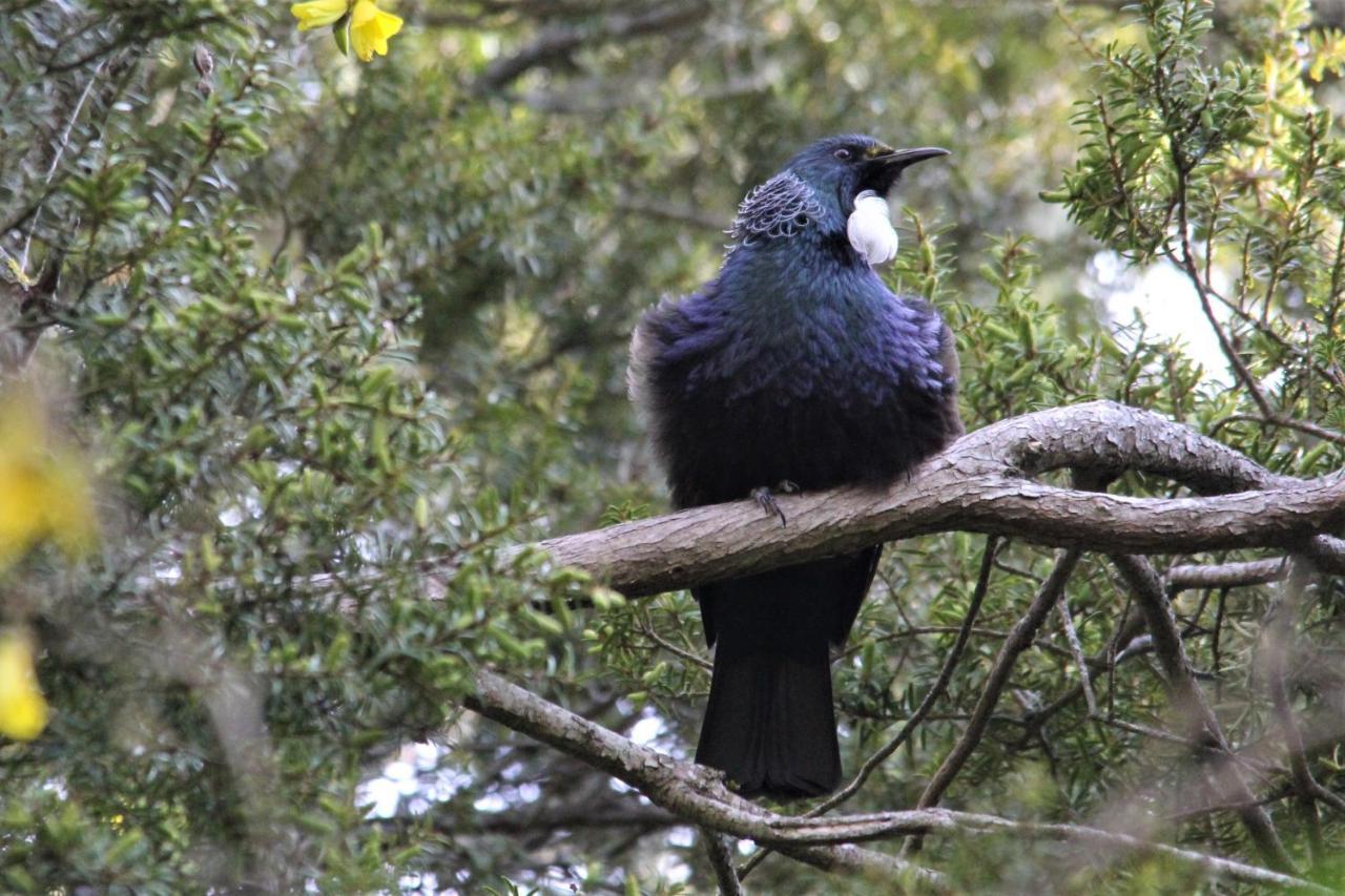 Kaka Retreat Motel, Stewart Island Half-moon Bay Eksteriør billede